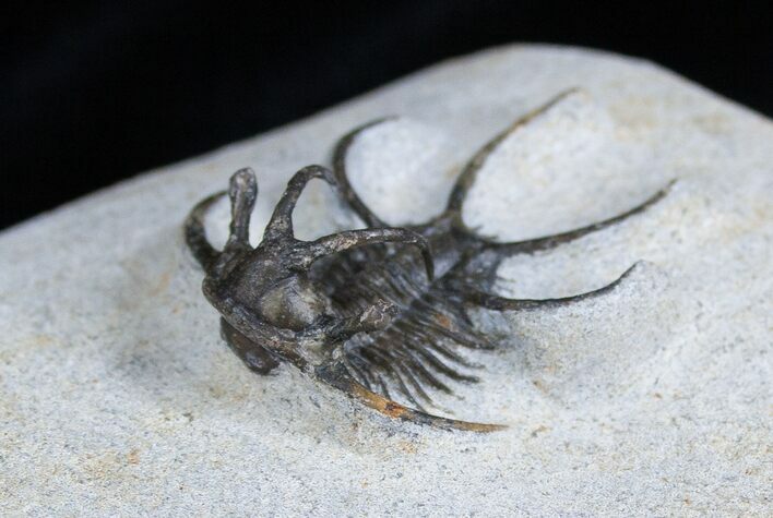 Spiny Ceratarges Trilobite From Morocco #1704